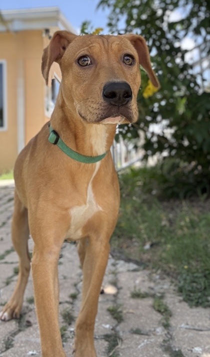Pet Photo