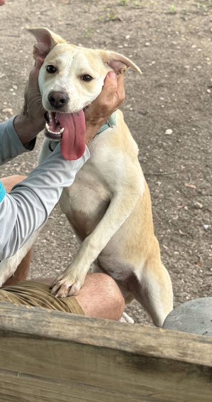 Pet Photo