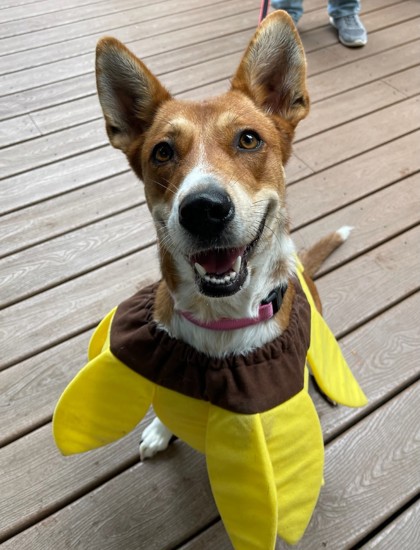 Pet Photo