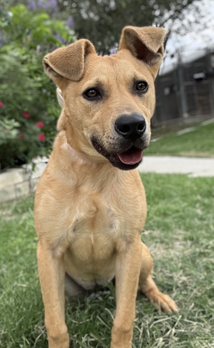 Pet Photo