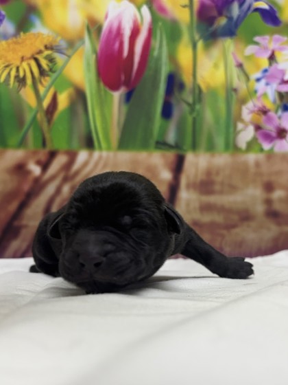 Pet Photo