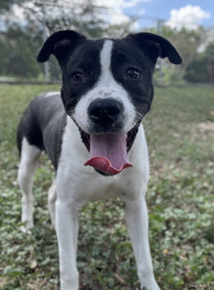 Pet Photo