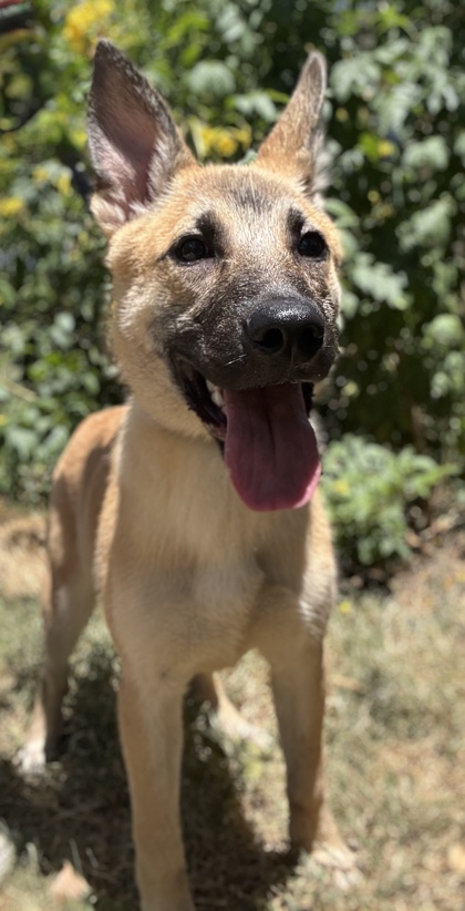 Pet Photo