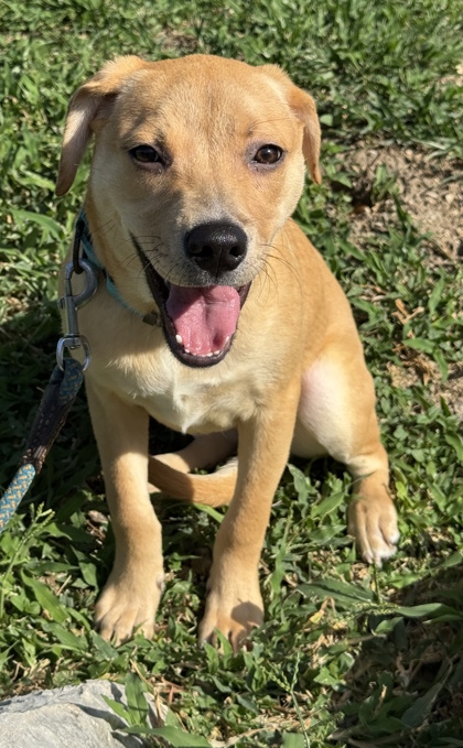 Foto de mascota