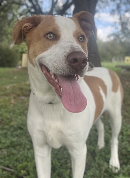 Pet Photo