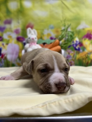 Pet Photo