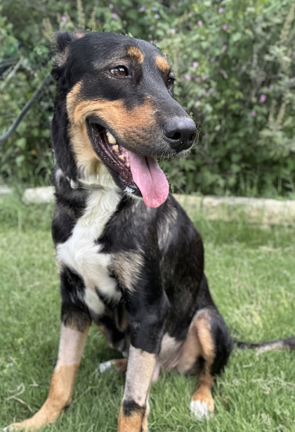 Pet Photo