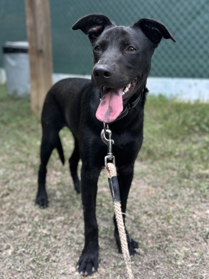 Pet Photo