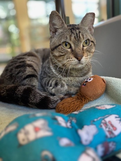 Pet Photo