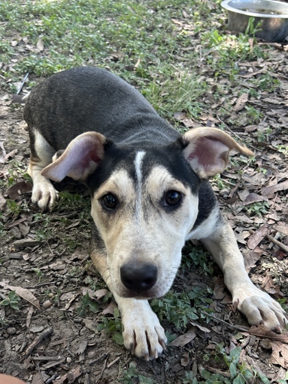 Pet Photo