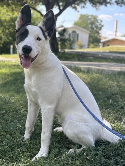 Pet Photo
