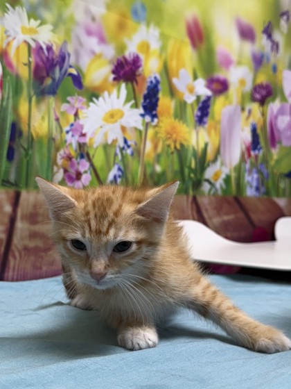 Pet Photo