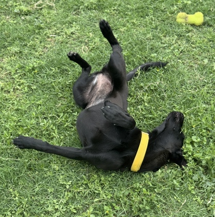 Pet Photo