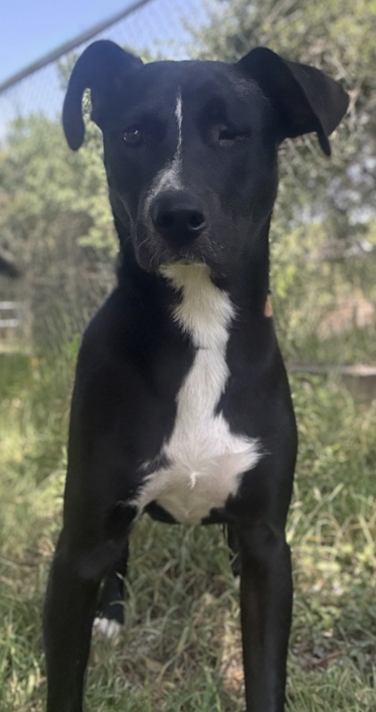 Pet Photo