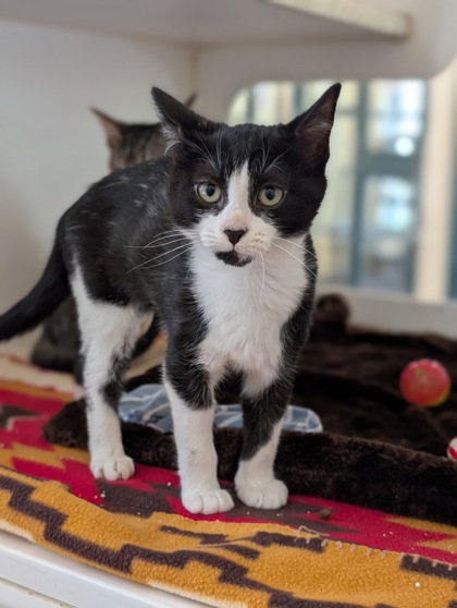 Pet Photo