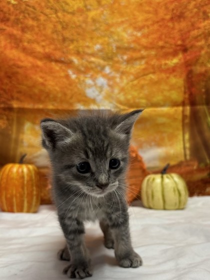 Pet Photo