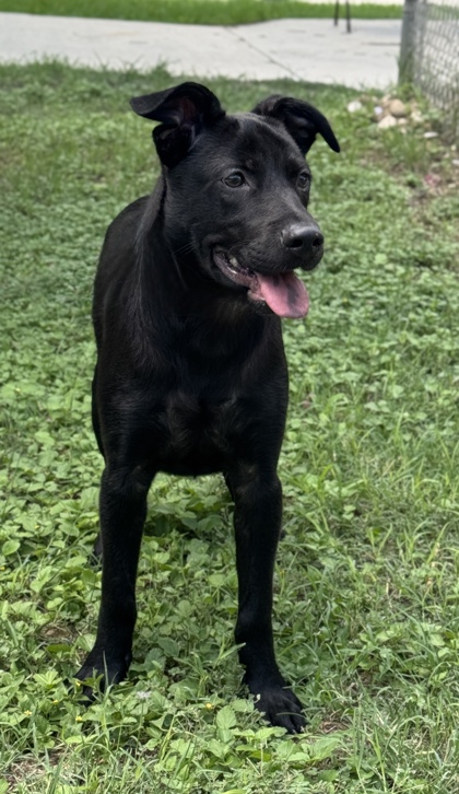 Pet Photo