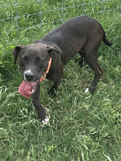 Pet Photo