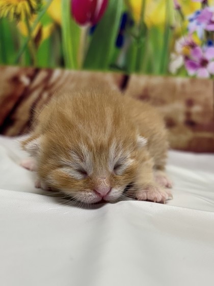Pet Photo