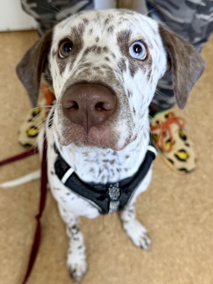 Pet Photo