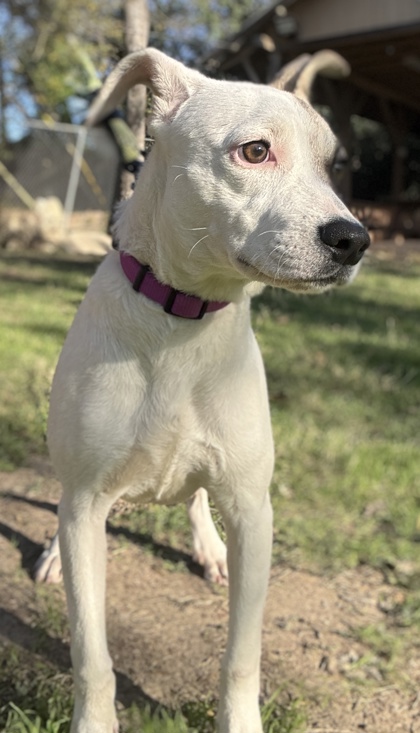 Pet Photo