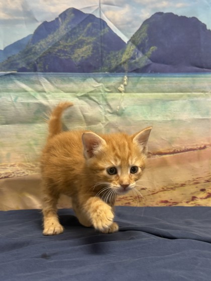 Pet Photo