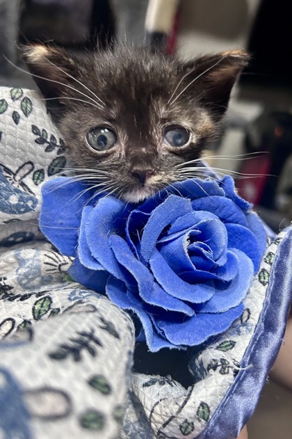 Pet Photo