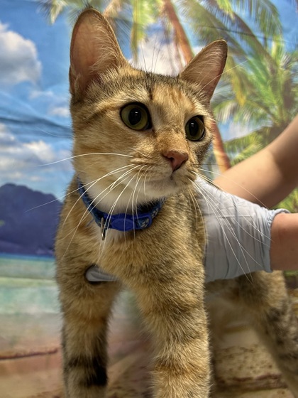 Foto de mascota