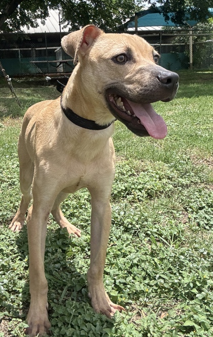 Pet Photo