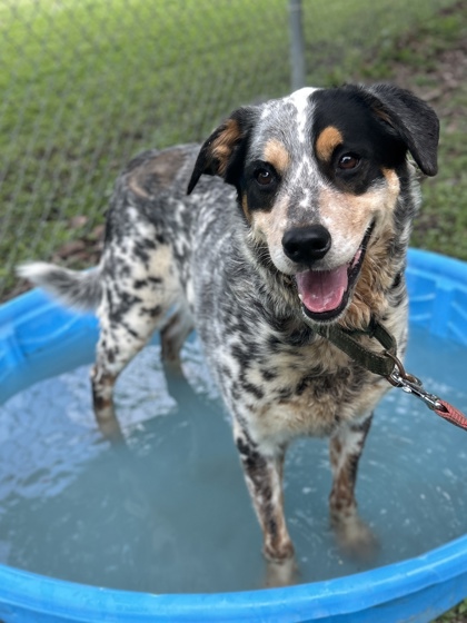 Pet Photo