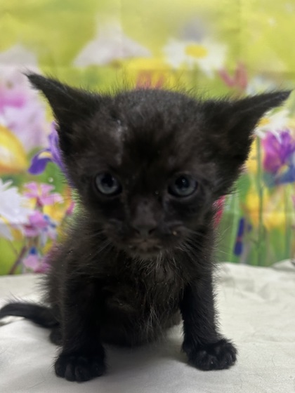 Pet Photo