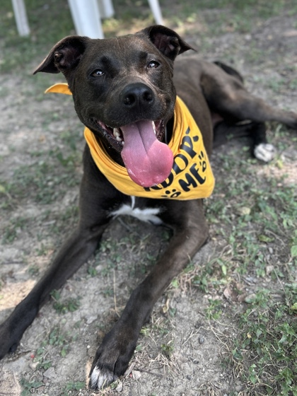 Pet Photo