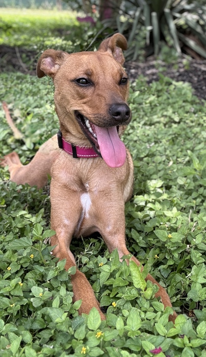 Pet Photo