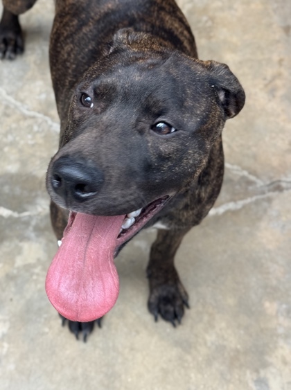 Pet Photo
