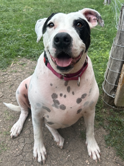 Pet Photo