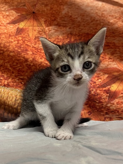Pet Photo