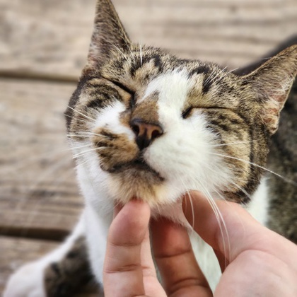 Pet Photo