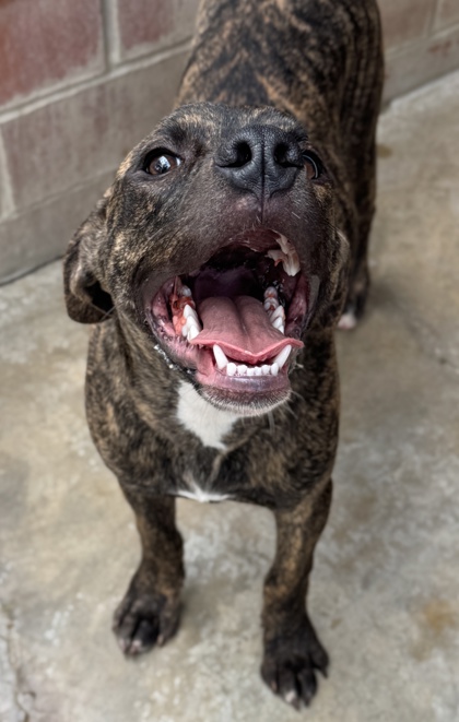 Pet Photo
