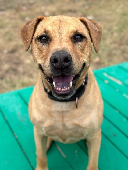 Pet Photo