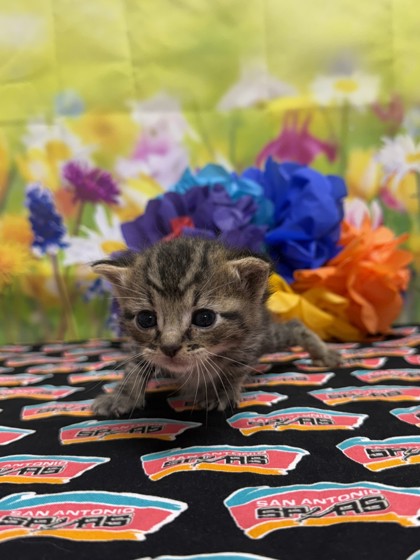 Foto de mascota