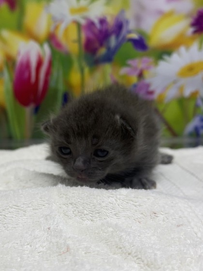 Pet Photo