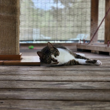 Pet Photo