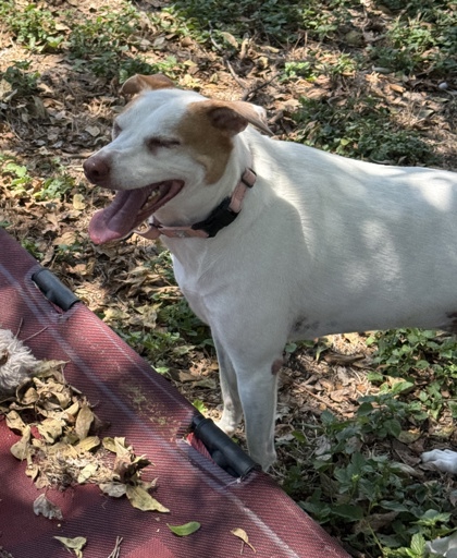 Foto de mascota