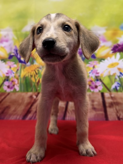 Pet Photo