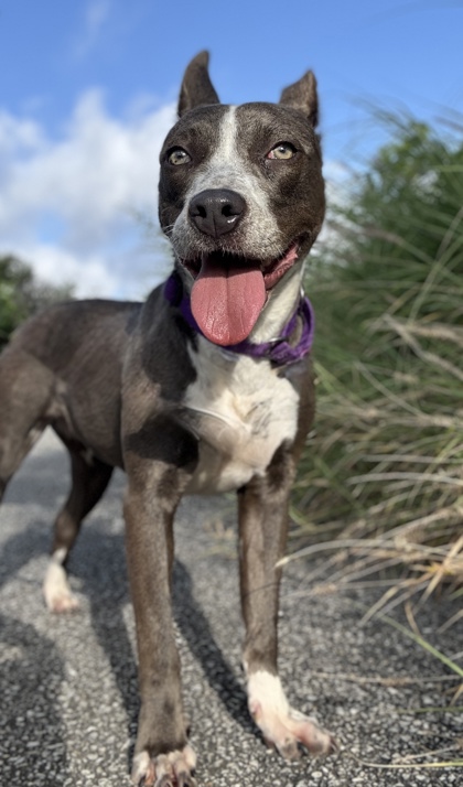 Pet Photo