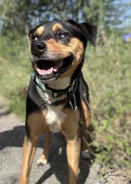 Foto de mascota
