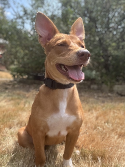 Foto de mascota