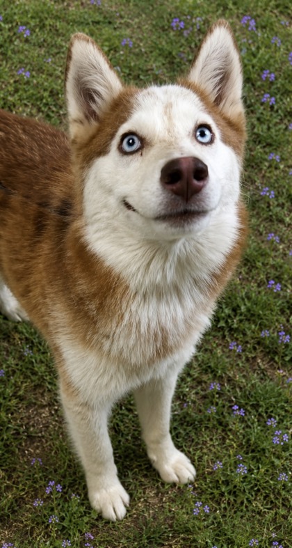 Pet Photo