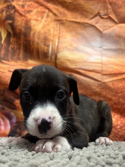 Pet Photo