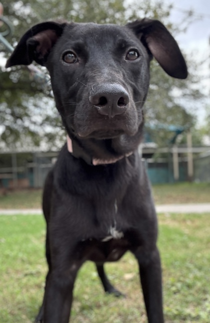 Pet Photo